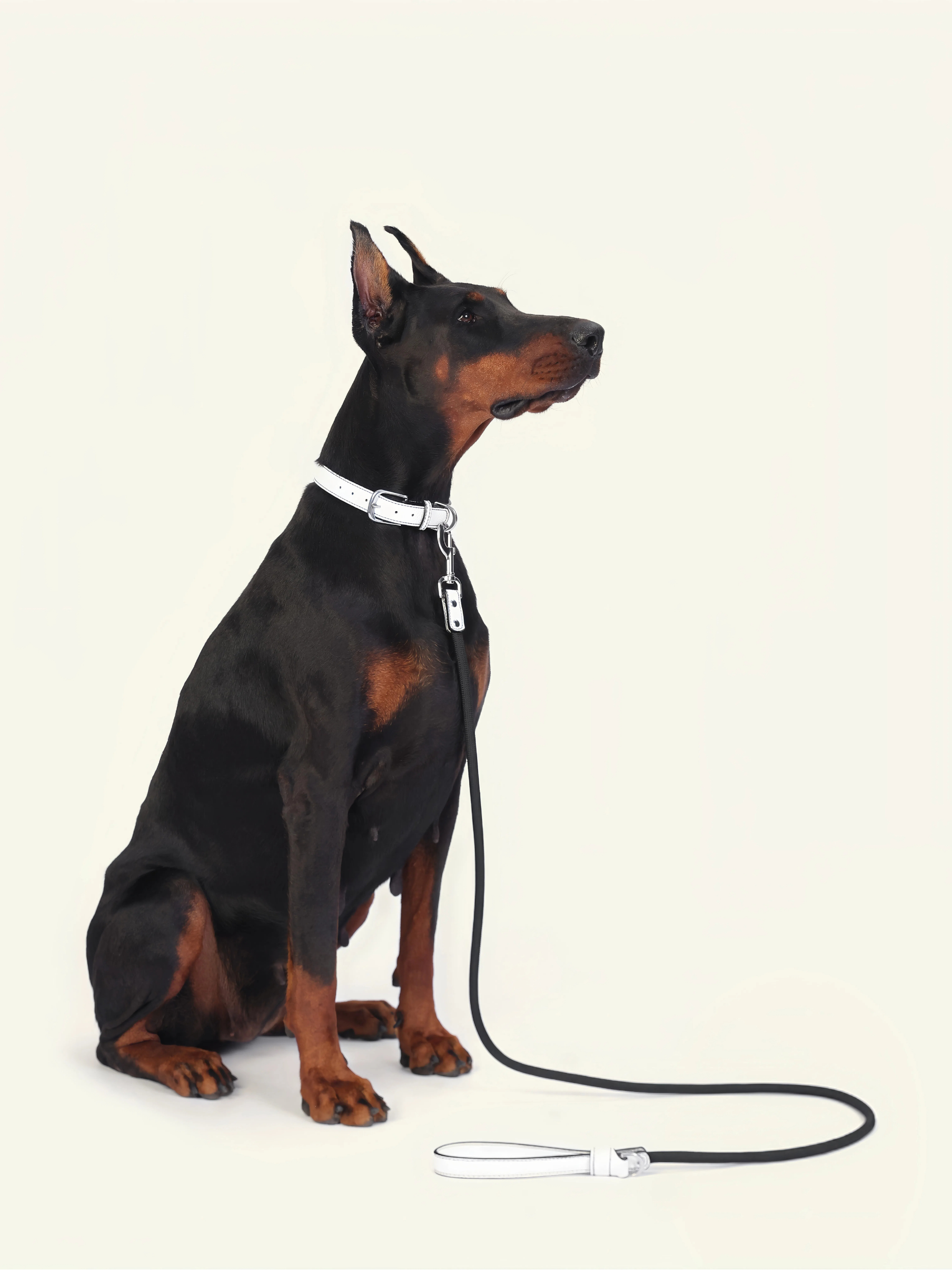 Follow Me Leash - White