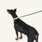 Follow Me Leash - White