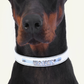 Follow Me Collar - White