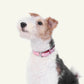 Follow Me Collar - Pink