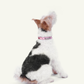 Follow Me Collar - Pink